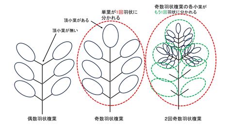 三出複葉植物|複葉の表現について 